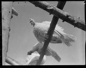 Turkeys