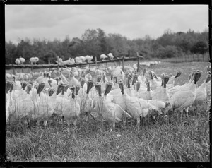 Turkeys