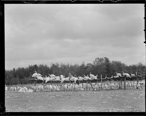 Turkeys