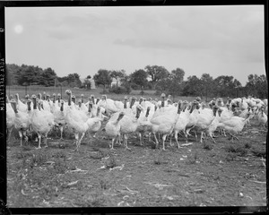 Turkeys