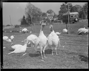 Turkeys