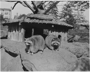 Raccoons and their house at Franklin Park Zoo