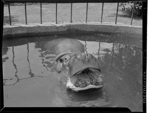 Hippo at the Franklin Park Zoo