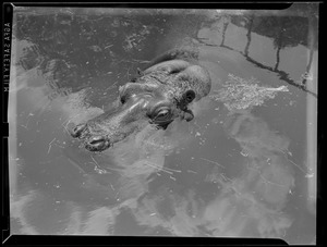 Hippo keeps cool at Franklin Park Zoo