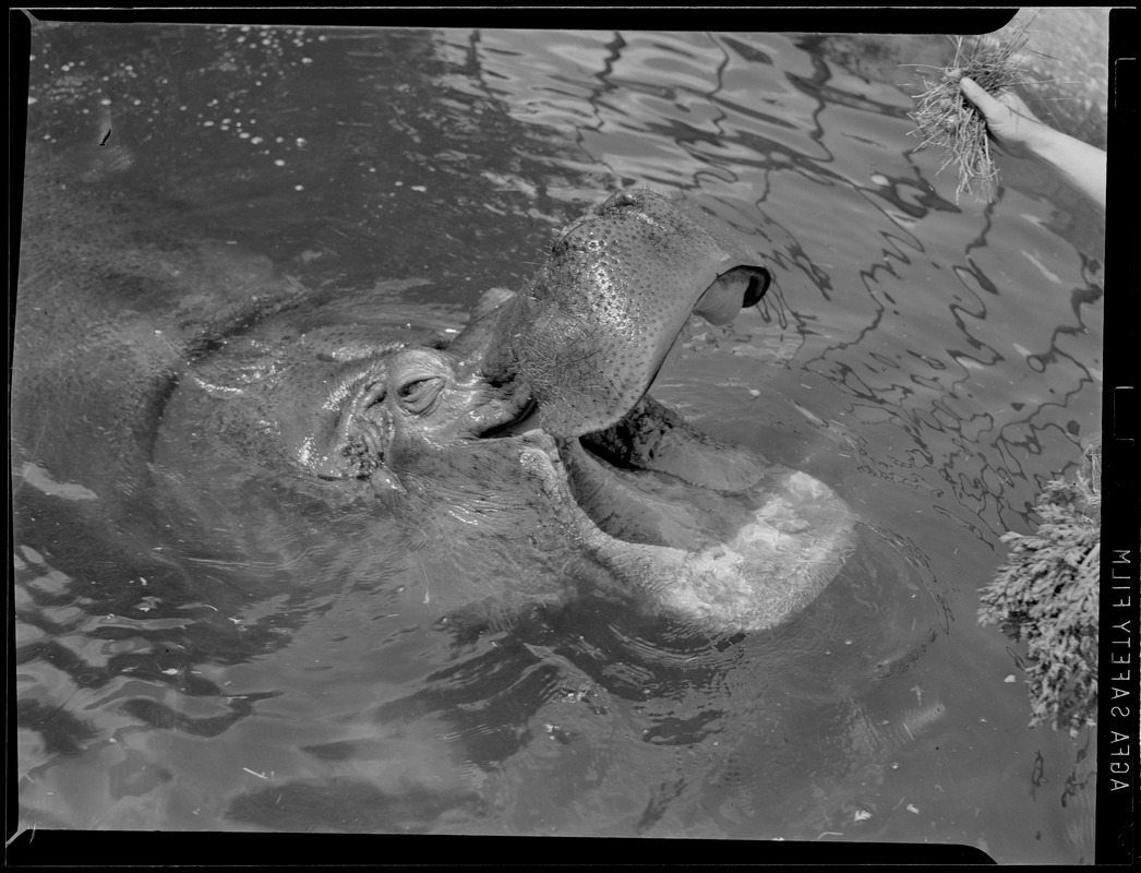 Feeding the hippo at Franklin Park Zoo