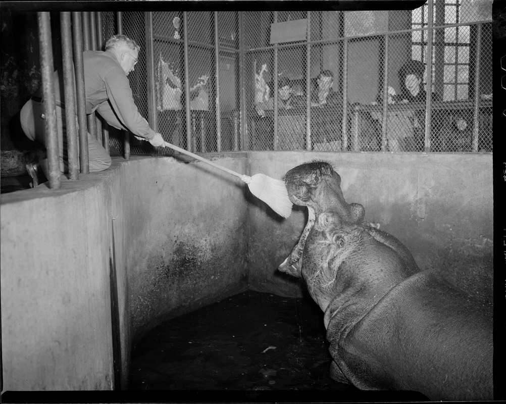 Hippo - Franklin Park Zoo - Digital Commonwealth