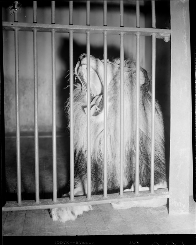 Large cats - Franklin Park Zoo