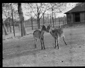 Jahr - mother and young, a forest loving animal generally preferring steep slope some or less clothed in - trees Himalaya Mts. From Kashmir to Sikkim in Franklin Park Zoo