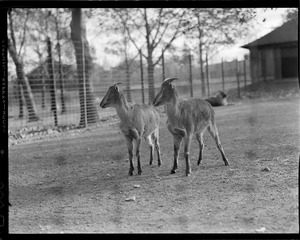 Jahr - mother and young, a forest loving animal generally preferring steep slope some or less clothed in - trees Himalaya Mts. From Kashmir to Sikkim in Franklin Park Zoo