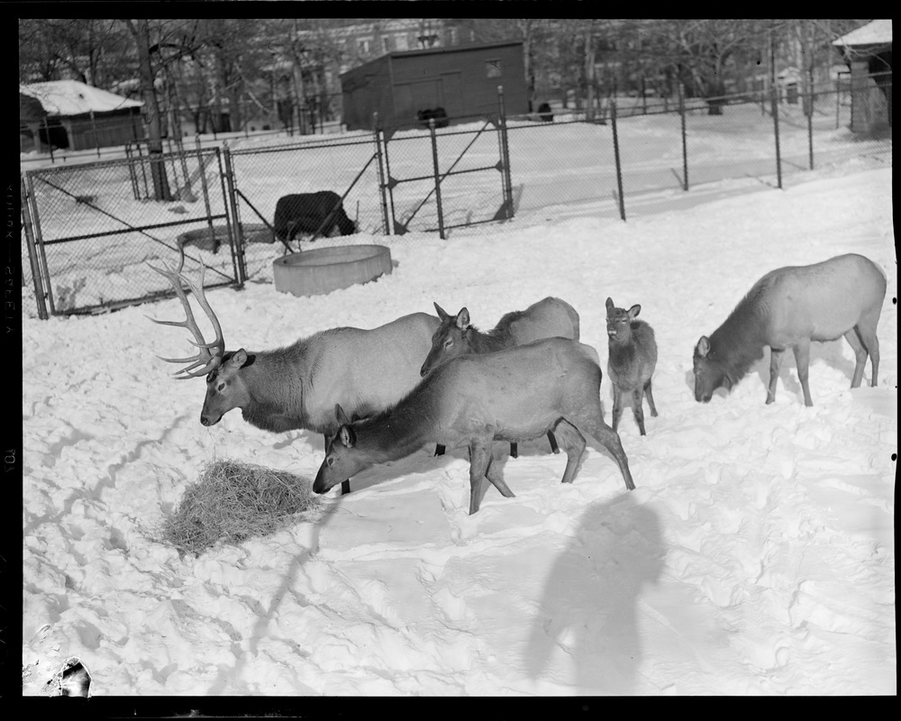 Elk at Franklin Park Zoo - Digital Commonwealth