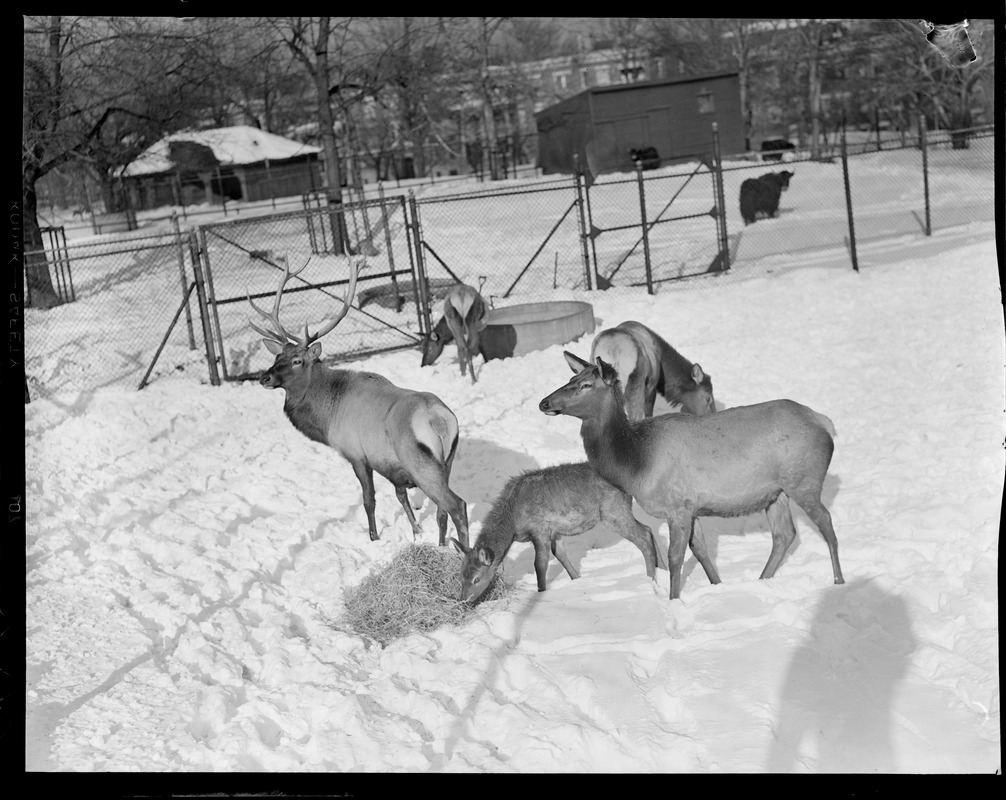 Elk at Franklin Park Zoo