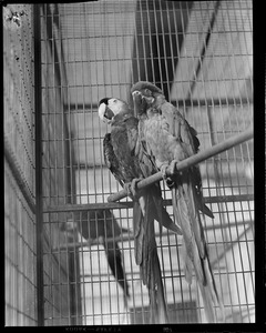 Parrots at Franklin Park Zoo