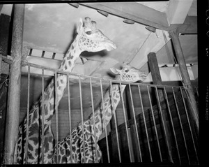 Giraffes, Franklin Park Zoo
