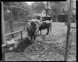 Franklin Park Zoo - Animals in the zoo