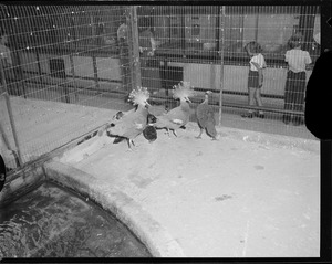 Franklin Park Zoo - Animals in the zoo