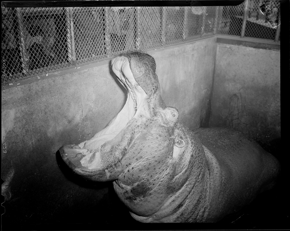 Hippo - Franklin Park Zoo
