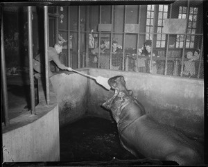 Hippo - Franklin Park Zoo