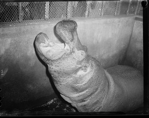 Hippo - Franklin Park Zoo