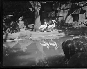 Pelicans at Franklin Park Zoo