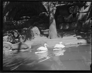 Pelicans at Franklin Park Zoo