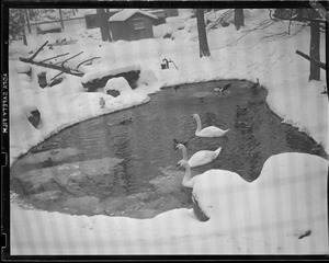 Swans at Franklin Park Zoo, in winter