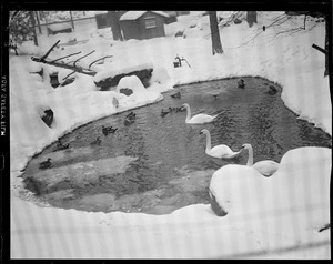 Swans at Franklin Park Zoo, in winter