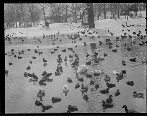 Ducks and geese, Franklin Park