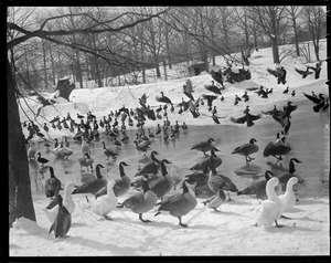 Ducks and geese, Franklin Park