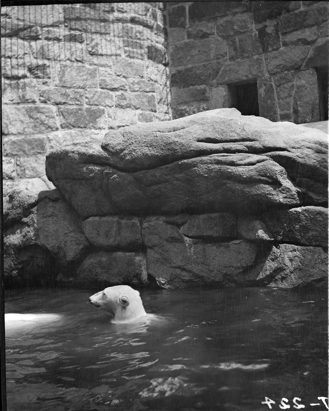 Polar bears at Franklin Park Zoo