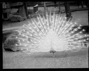 Peacock in full bloom at Franklin Park Zoo