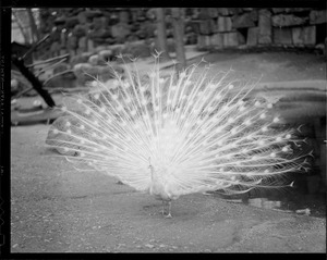 Peacock in full bloom at Franklin Park Zoo