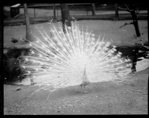 Peacock in full bloom at Franklin Park Zoo