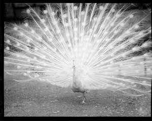 Peacock in full bloom at Franklin Park Zoo