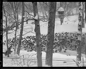 Ducks in the snow, Franklin Park