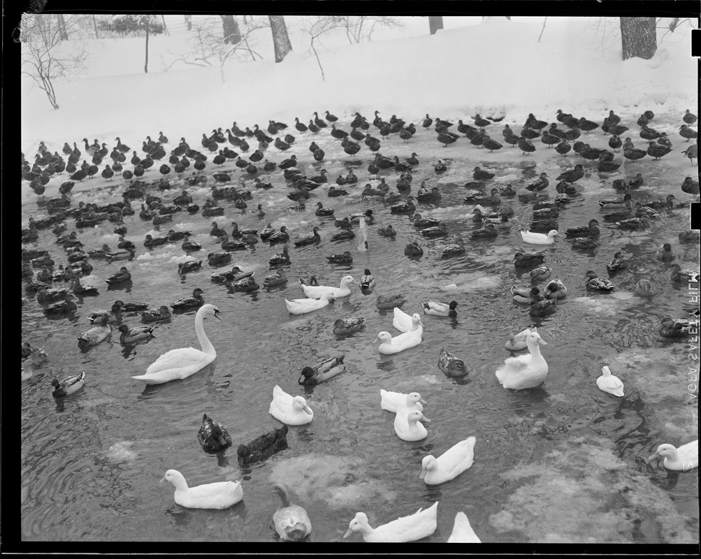 Swan surrounded by ducks, Franklin Park Zoo in the snow