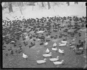 Swan surrounded by ducks, Franklin Park Zoo in the snow