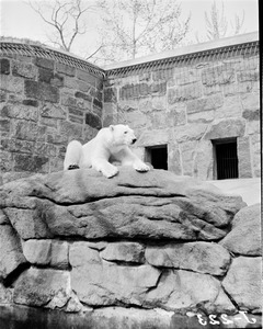 Polar bear, Franklin Park Zoo