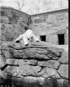 Polar bear, Franklin Park Zoo