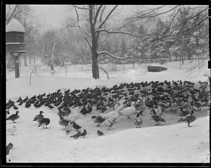 Ducks at Franklin Park Zoo, in winter
