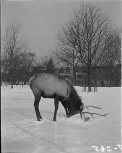 Elk, Franklin Park Zoo