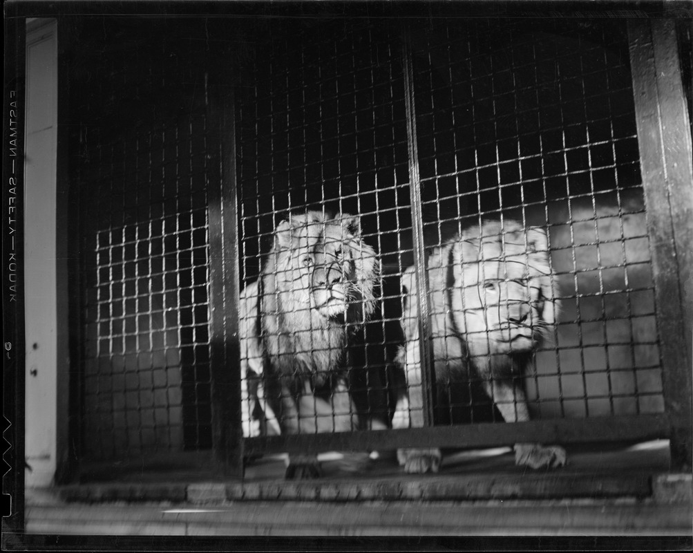 Lions - Franklin Park