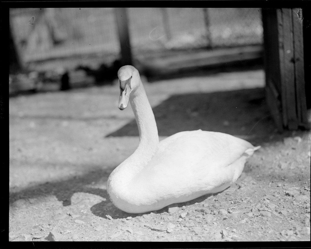 Birds - Franklin Park Zoo