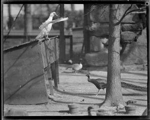Peacocks - Franklin Park Zoo