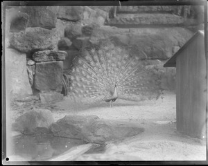 Peacocks - Franklin Park Zoo