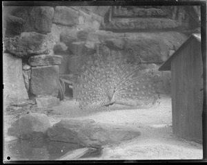 Peacocks - Franklin Park Zoo