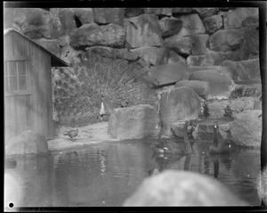 Peacocks - Franklin Park Zoo