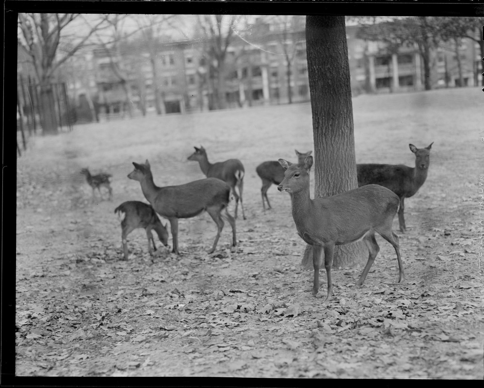 Japanese Sika Deer, Franklin Park Zoo - hardy, prolific breeders