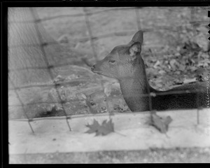 Japanese Sika Deer, Franklin Park Zoo - hardy, prolific breeders