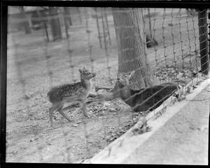 Japanese Sika Deer, Franklin Park Zoo - hardy, prolific breeders