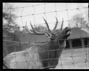 American Elk Wapiti, Franklin Park Zoo. Formerly distributed throughout one fourth of North America, now found only in portions of Colorado, Wyoming, Idaho, Montana, Washington, Manitoba, British Columbia and Vancouver Island.